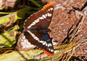 Limenitis corquini